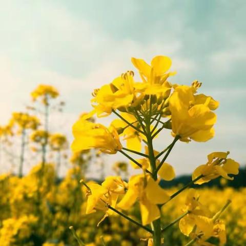 “踏青赏花🌺，拥抱春天☘️”——白杨中心幼儿园踏春活动