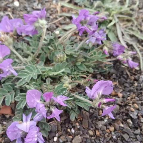 校园里的野花🌼可入药不知啥名字