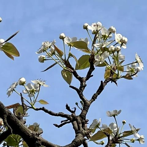 阳春三月花盛开