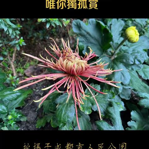 唯你独孤赏装点大地秋光好