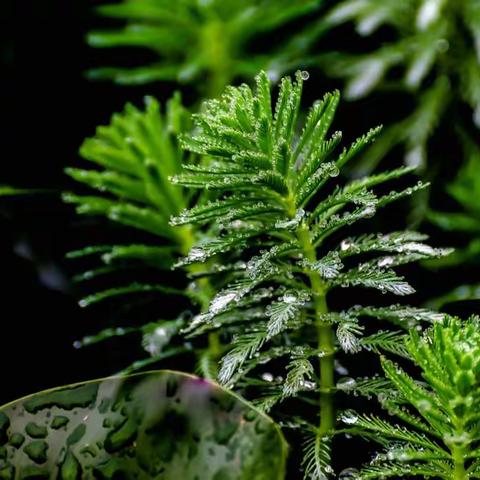 今生源做你的雨露