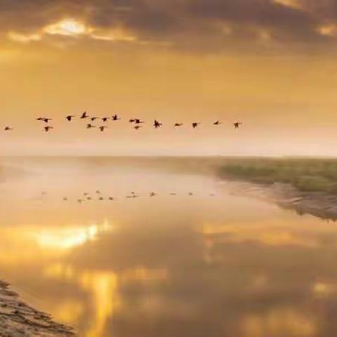 随堂小练笔之群鸟飞过湖面