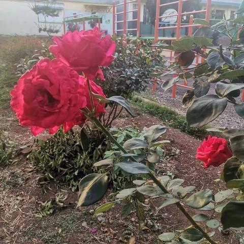 人间四月芳菲尽