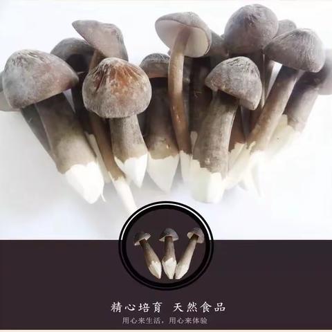 鹦哥红｜菌中贵族【黑皮鸡枞】