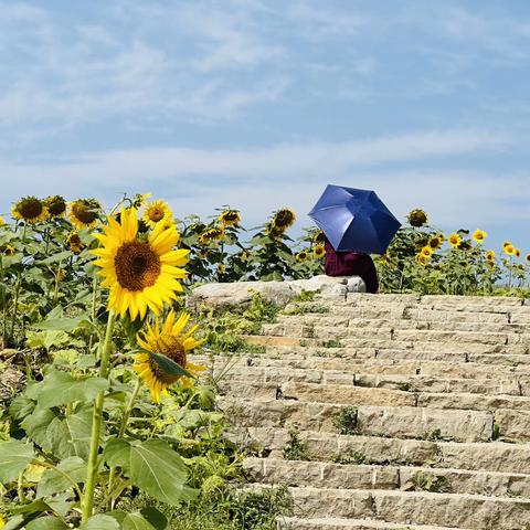 温榆河公园。向日葵。