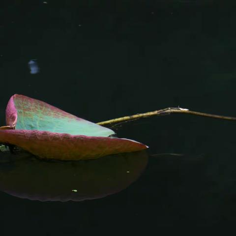 奥森北园。网红羊呀！！！！