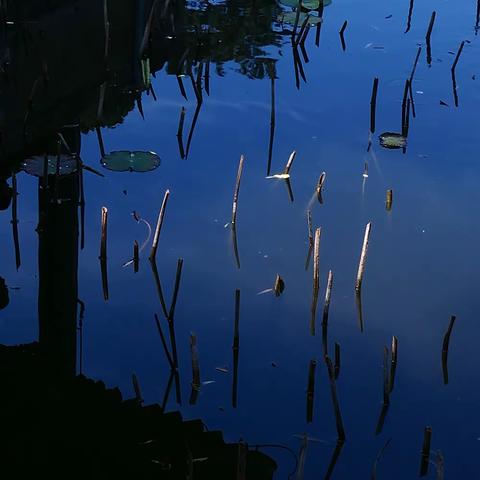 颐和园，桂花飘香！