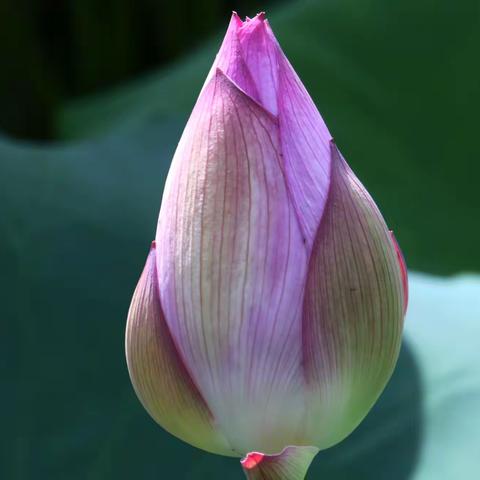 小咔咔（徕卡卡片机）拍的荷包蛋