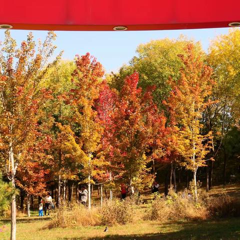 奥森南园（原图滤镜）