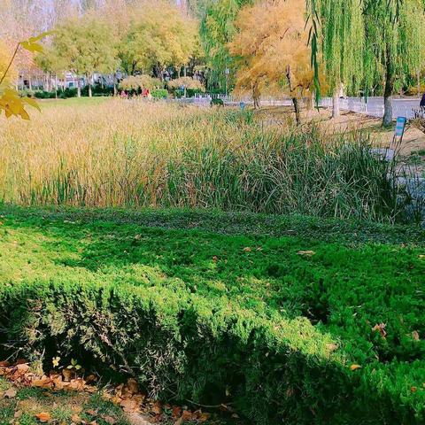 中一班一起秋游