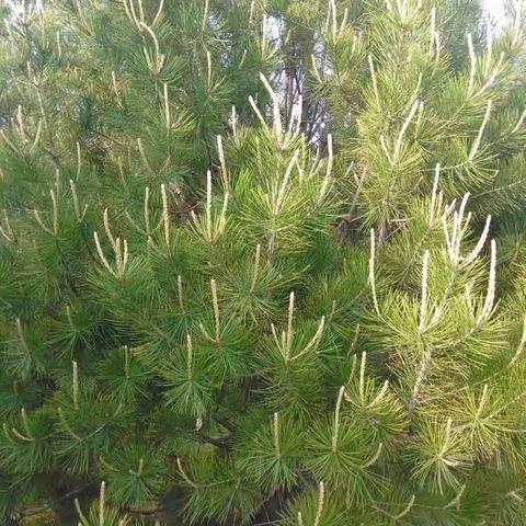 自然课堂《松树》