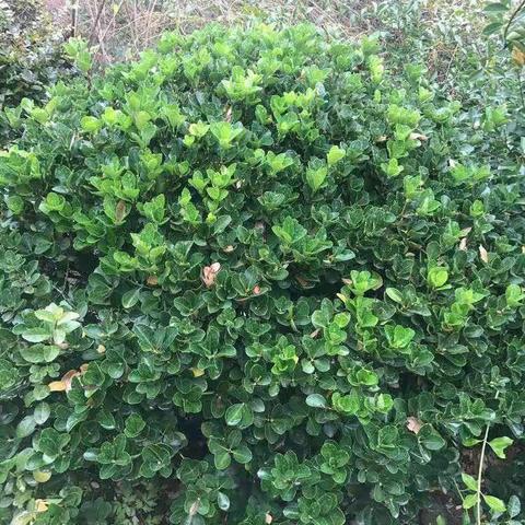 常青树和落叶松