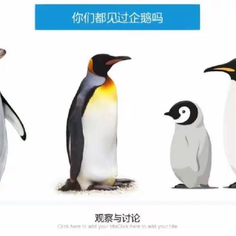 格林美地幼儿园—— 冰川企鹅🐧