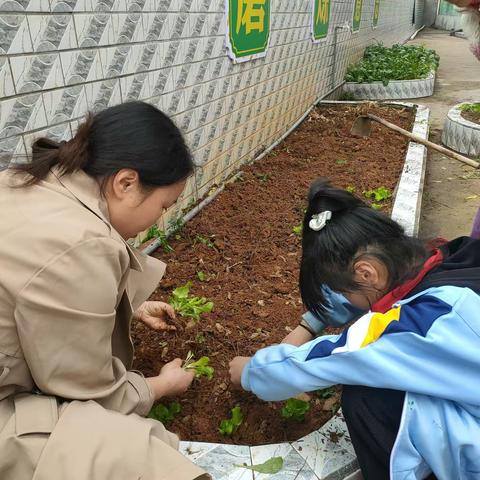 “劳动实践忙 种菜快乐多”——记高楼小学五年级种菜劳动实践活动。