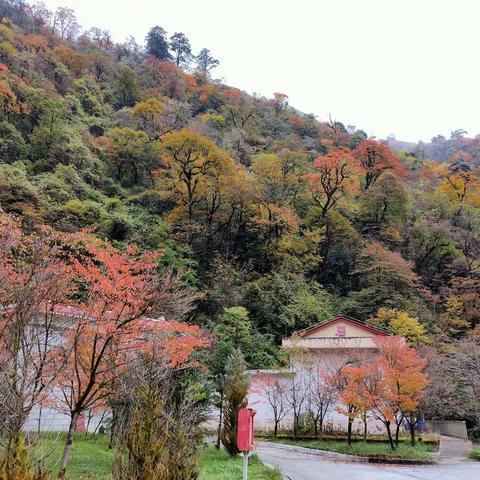 深秋赏红叶（5）马尔康－天全