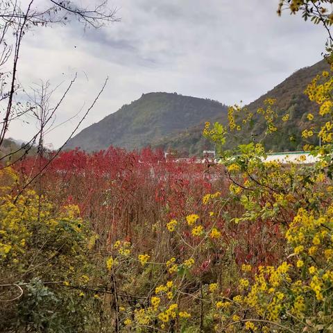 深秋赏红叶（1）商洛－凤县