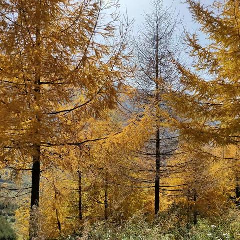 深秋赏红叶（2）凤县－九寨沟