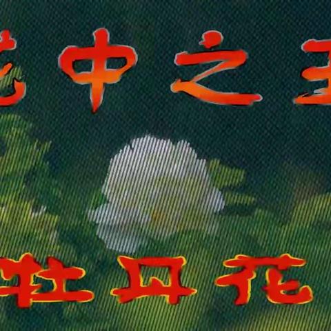 花中之王 ——牡丹花