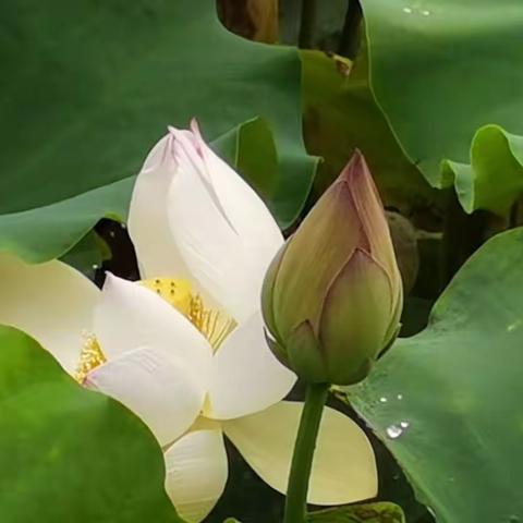 十里河滩听花语