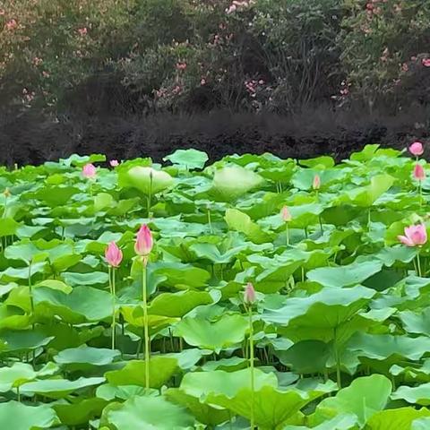 雨湿浓荫，夏满荷塘                       航拍李德  摄影钟盛利  张先国