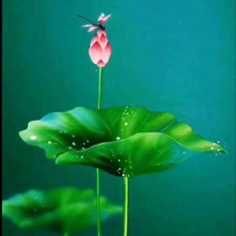 不妖不媚凭添雅   偏洁偏清自守真