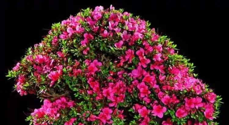杜鹃花盆景价格