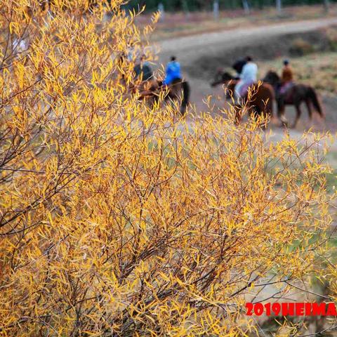 【原创】国庆特辑（壹）:塞罕坝｜三代人的「似水流年」