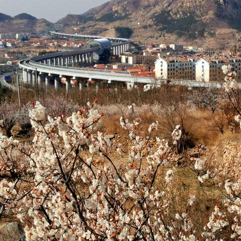 崂山赏花