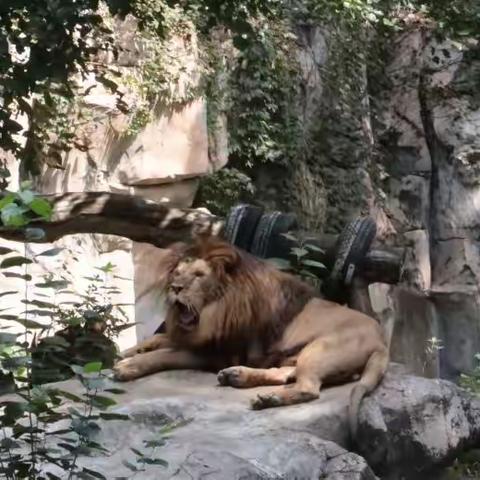 国庆长假之上海动物园游