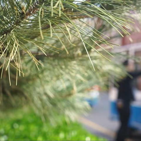 春暖花开，“犇”你而来！福田幼儿园宝宝巴士出发了！