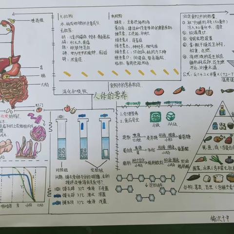 人体的营养思维导图