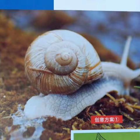 小小达芬奇【蜗牛慢悠悠（线描）】