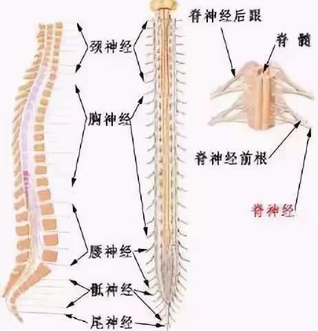 脊髓损伤如何康复训练？