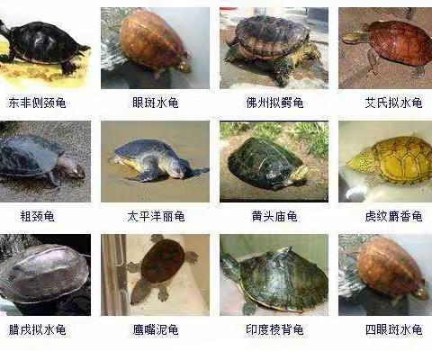 言龟正传——世纪星幼儿园中二班生成活动