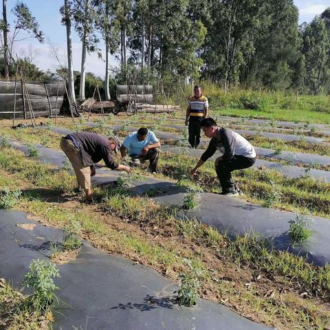 深入农户农田指导农作物规范化管理