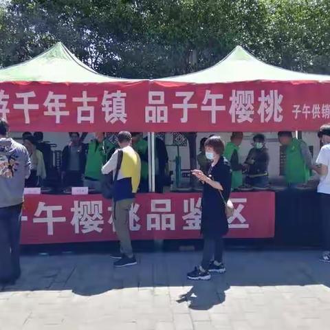 游子午 摘樱桃 助力农户增收