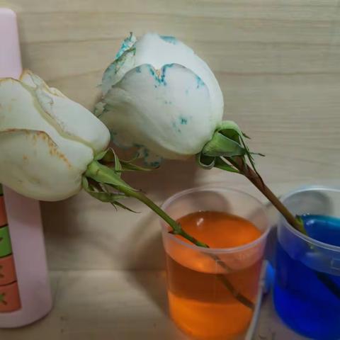 【林爱礼の小实验】多彩的白玫瑰