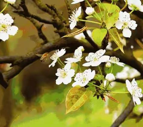 笔绘童年    梦想启航【山西英才学校二年一班】