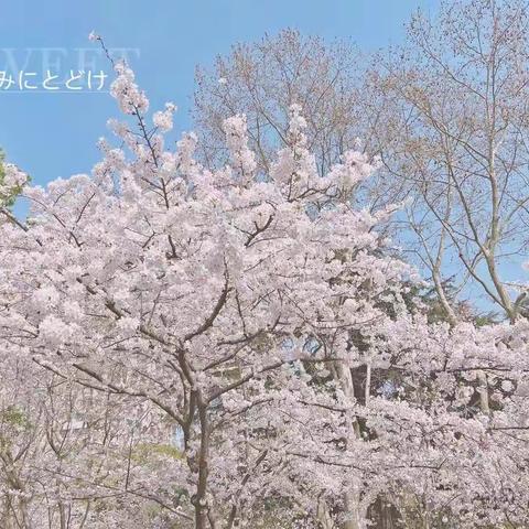 我和春天有个约会