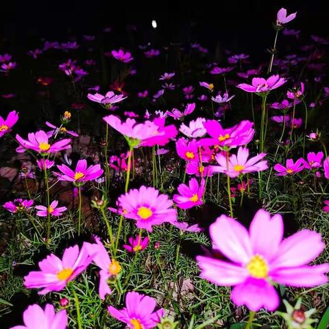 《岸边偶遇》漫步将军溪畔，即兴打油诗一首