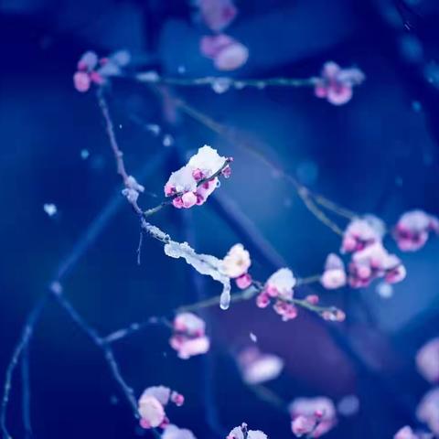 梅花初开——会员作品交流（2）
