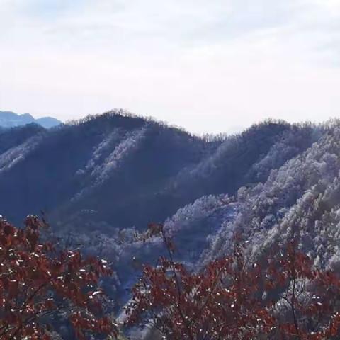 寒潮凝雪枝头挂，层林尽染到花发