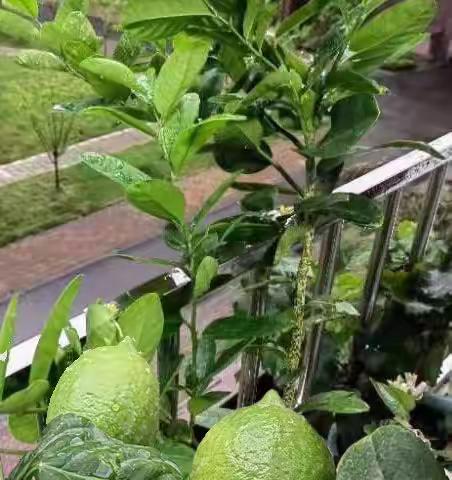 檐下柠檬知主恩