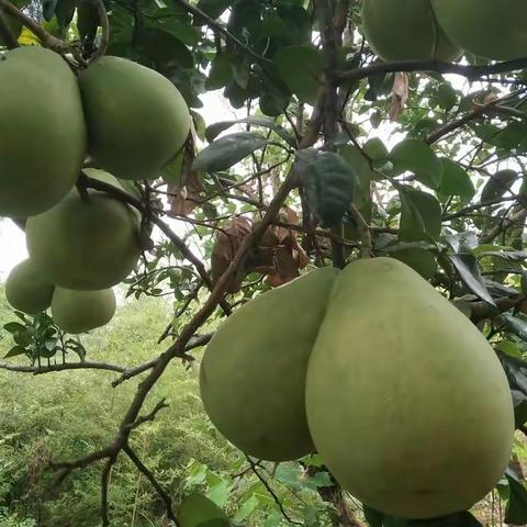 贺文笔先生七十寿