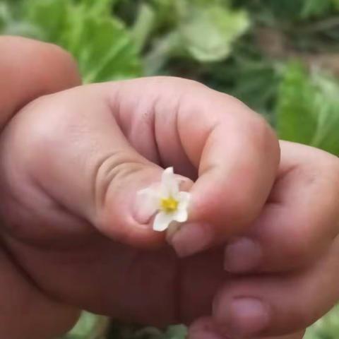 张逸晨小朋友的春天