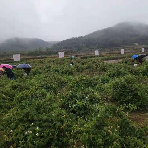 第一书记尽力解决问题    金银花结出“致富果”