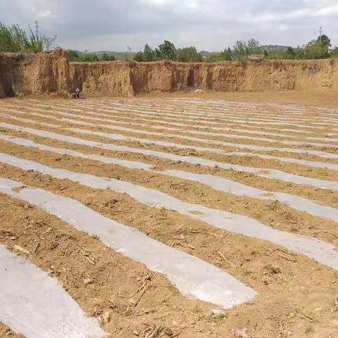 2019年红辣椒种植次营供销社全程服务掠影