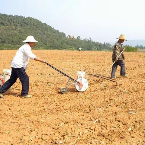 次营供销社2019年景观油葵种植掠影