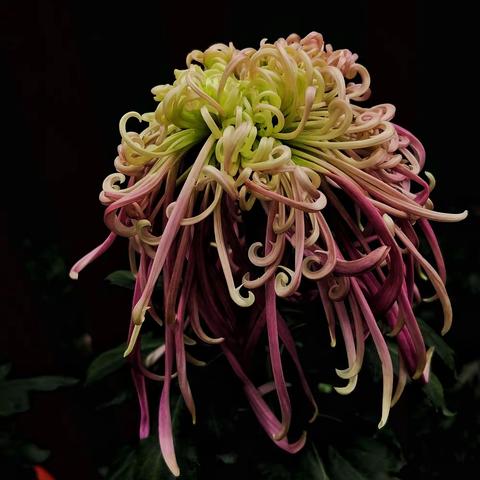 成都人民公园观菊花