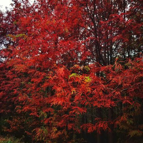 游青龙湖湿地公园